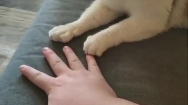 Funny Cat 😸 must watch