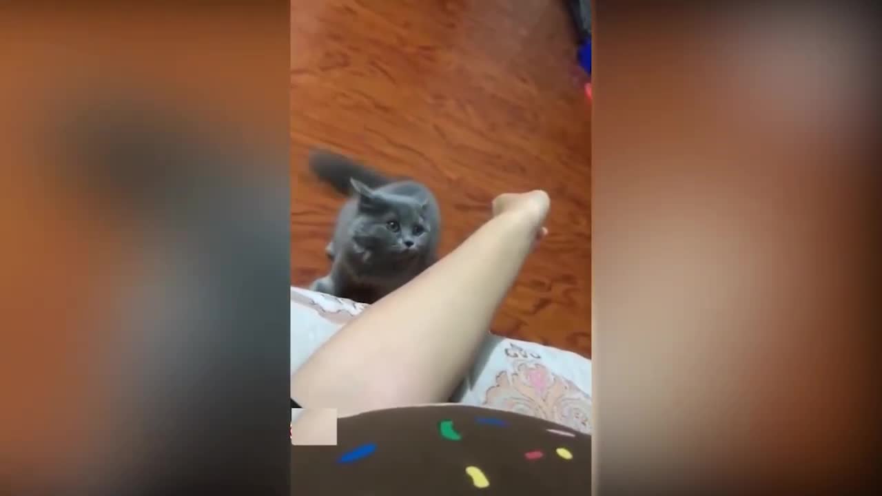 Tiktok cute CATS - funny [video compilation]