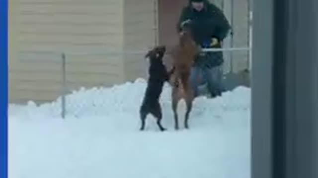 Dogs form heartwarming relationship with elderly neighbor over fence