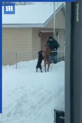 Dogs form heartwarming relationship with elderly neighbor over fence
