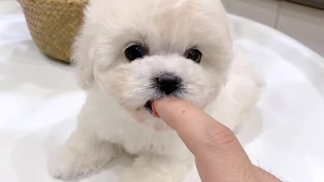 Cute puppy | heart melting cute puppy