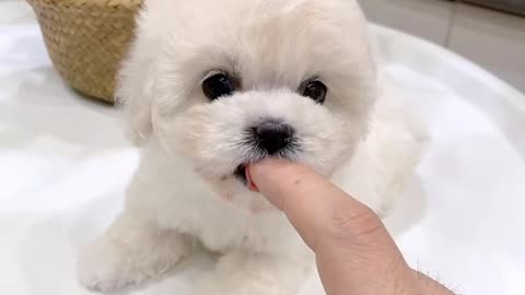 Cute puppy | heart melting cute puppy