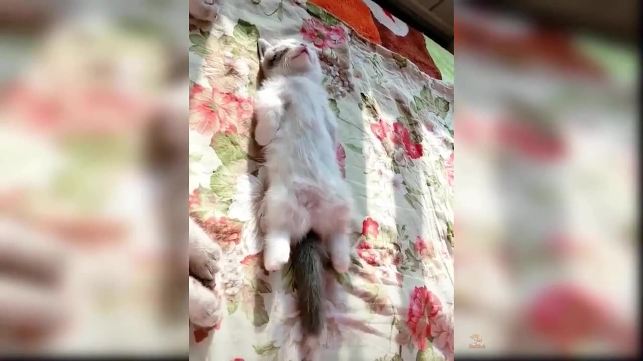 Funny Video Cat