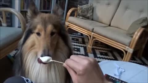 Dog Eating Icecream