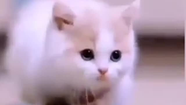 Cute cat 😺