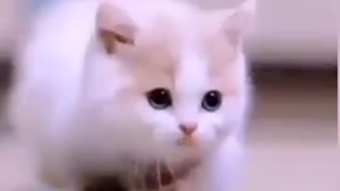 Cute cat 😺