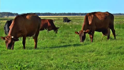 Fresh air and charming nature