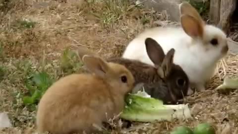 Funny Rabbits Eating