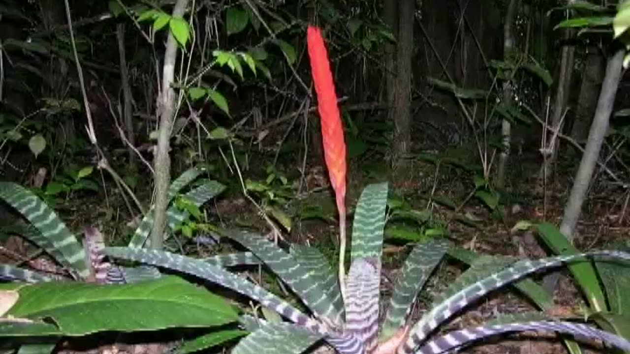 Guyana ( Part 9 of 9 )