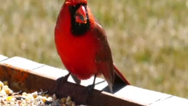 Canary Singing Sounds