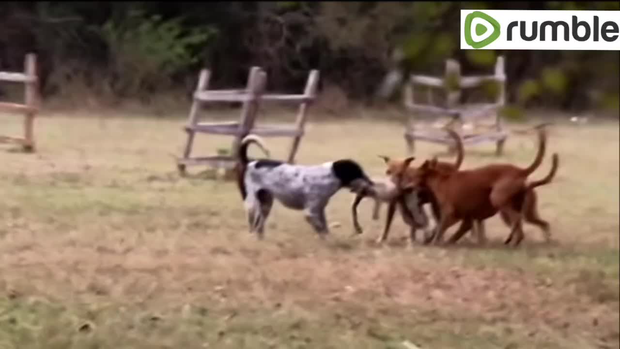 Cute puppies destroy chew toy