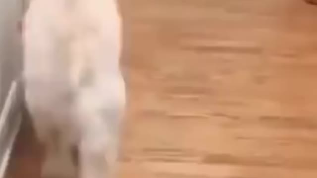 Cats and dogs fighting.