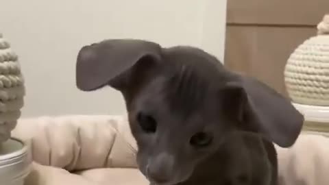 Unique oriental shorthair cat