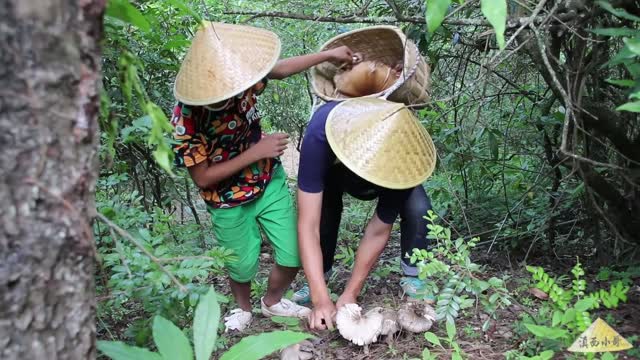 Cooking Termite Mushrooms - Oil, Fried, Steamed Eggs and Stewed Chicken