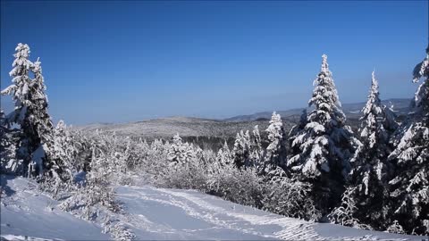 Snowy landscapes, tree floors white, blue sky.