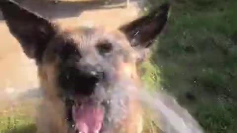 Funny German Shepherd