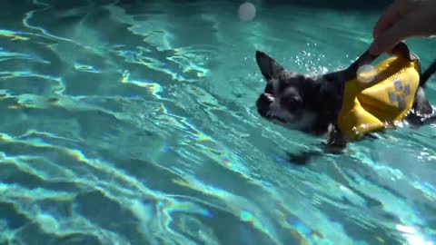 Teaching dog how to swim