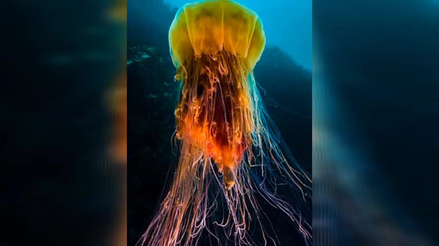 5 dangerous ocean creatures animal you don't know exist