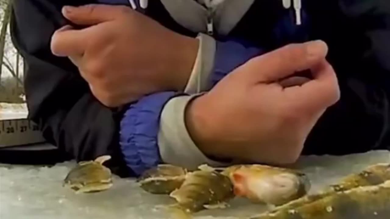 do not attempt this #fishing #aquarium #viral #animals