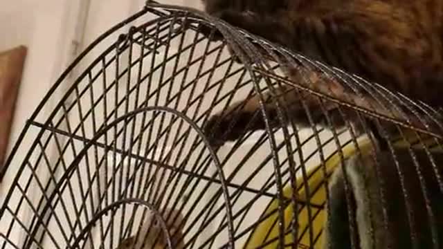 Cat vs Bird battle haha