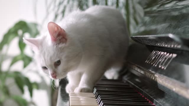 A PIANIST CAT