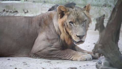 Relaxing Music | Sleeping, Meditation, Stress Relief | [1696] ⭐️