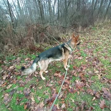 Virgil german shepherd!