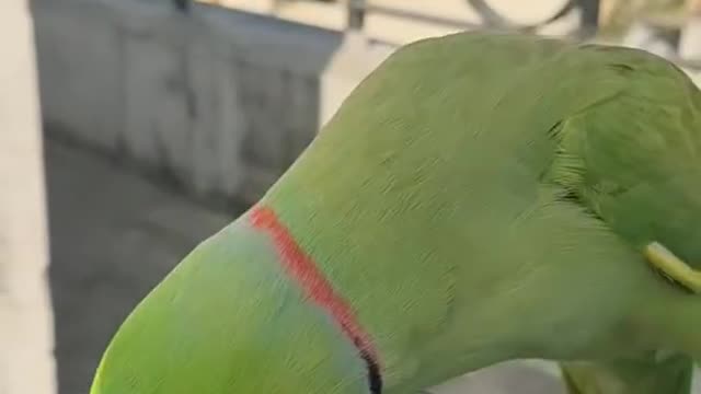 OMG!! 😱 Funny And Cute Parrots 💗 Try not to laugh challenge 💗 #shorts #funny #cute #parrots #pets