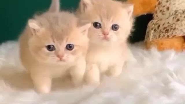 cute little kittens