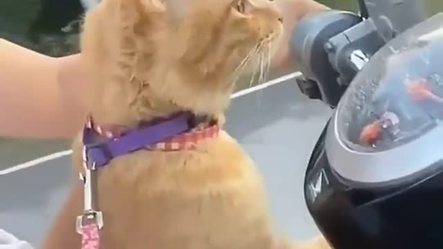 Cute cat drive the motorcycle😍😍😍So amazing