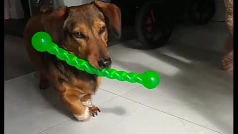 Adorable dog