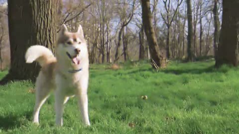 MAN ADOPTED A PUP LATER TO FIND OUT ITS A WOLF