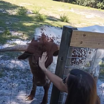 Christie petting a 650 pound Cow..🐄. OH YA!!!