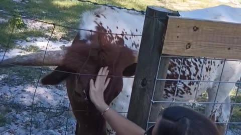 Christie petting a 650 pound Cow..🐄. OH YA!!!