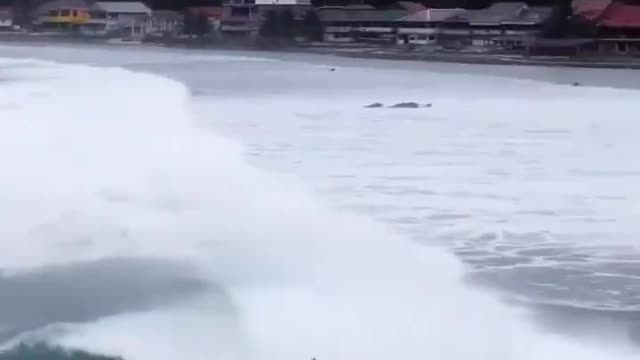 sea surfing