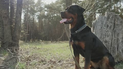 Portrait of a Rottweiler dog in the forest