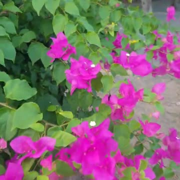 beautiful paper flowers