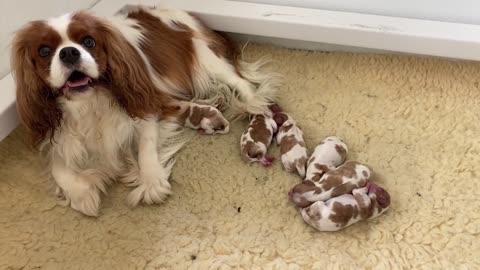 PUPPY Cavalier King Charles Spaniels Being BORN