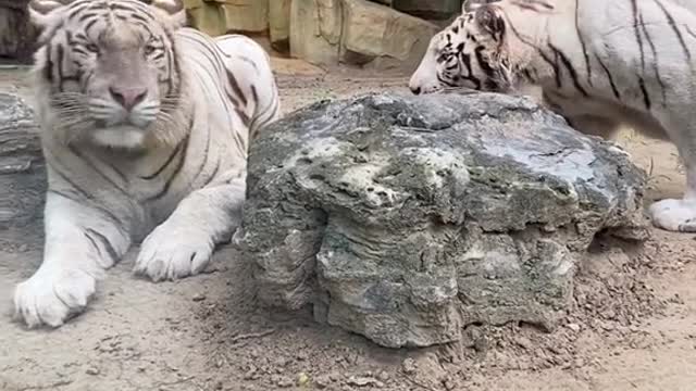 White tiger war