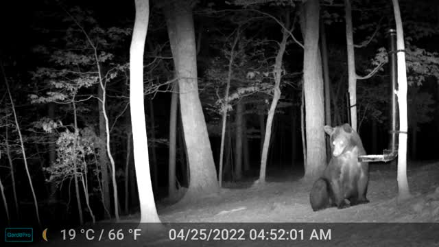 The Woods - 04/25/2022 Bear
