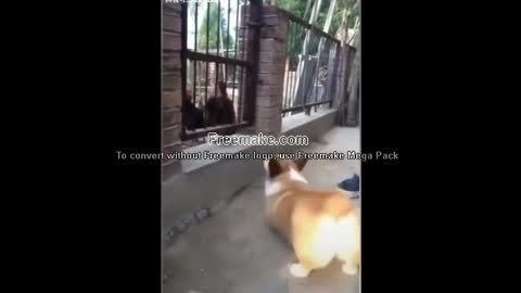 #funny dog vs hen fighting