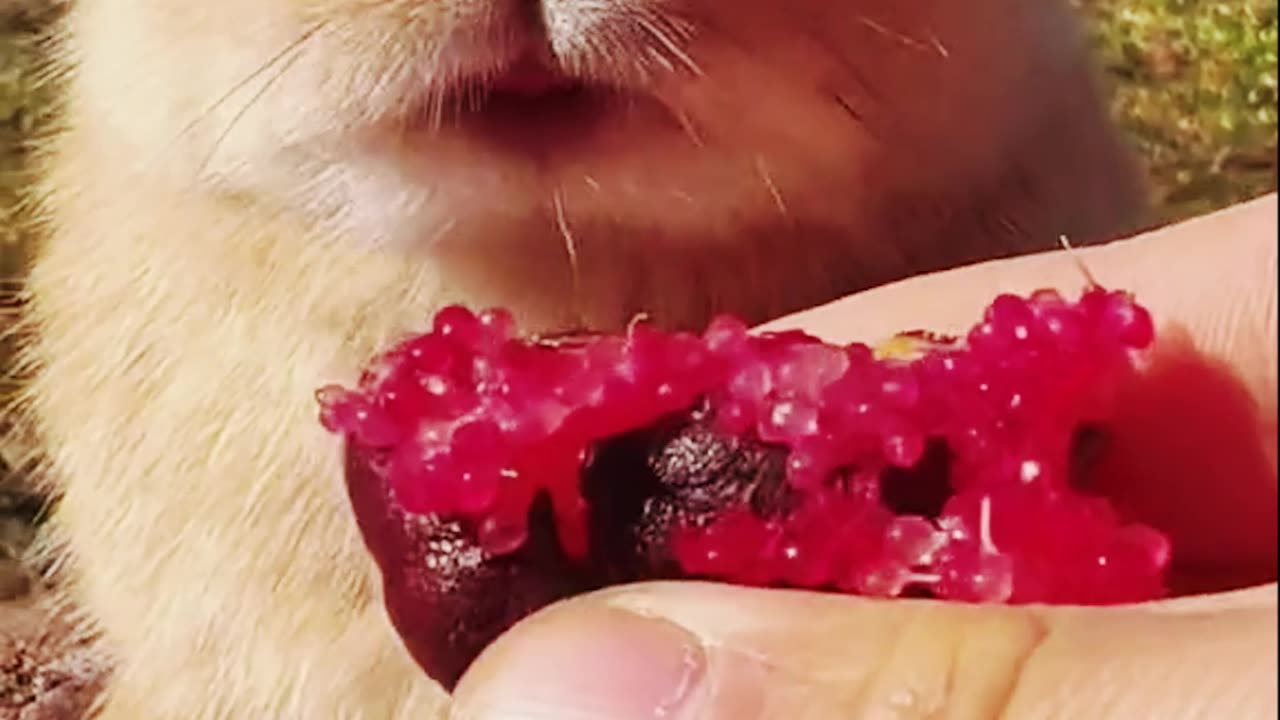 A Compilation of Adorable Fluffy Friends Munching on Strawberries, Lettuce, and Other Delights!