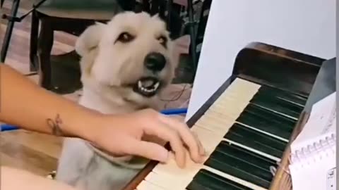 Dogs