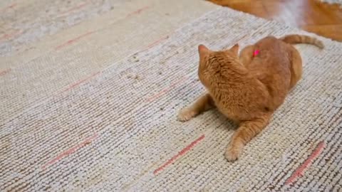 Funny cat move with leser