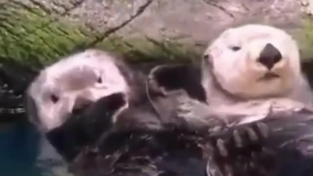 Otter Soul Mates