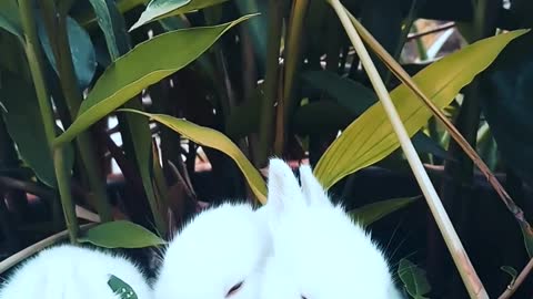 garden-green-rabbits-cute-animal