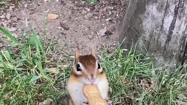 Funny Animal