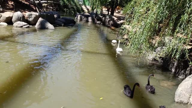 The swans gathered together