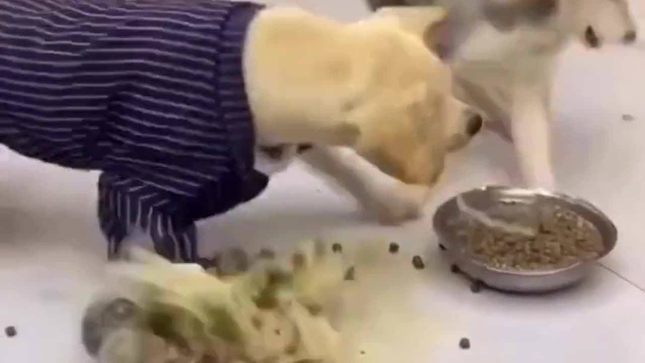Funny Animal video