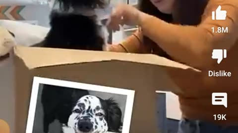 Dog puppy video